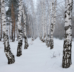 Fototapeta premium Winter fog in the vicinity of Omsk, Siberia Russia