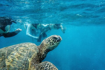 Obraz premium Swimming with Green Sea Turtles in Hawaii 