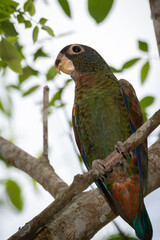 Bronze-winged Parrot