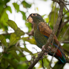 Bronze-winged Parrot