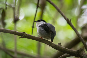 manakin