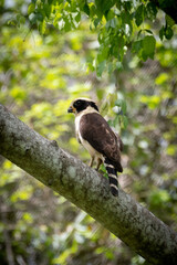 laughing hawk