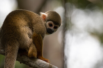 Squirrel monkey