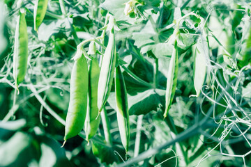 Fresh bright green pea pods on a pea plants