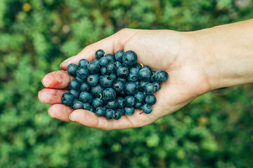 Woman hands picking ripe blueberries. Palm full of berries