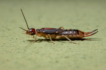 Adult Shore Earwig