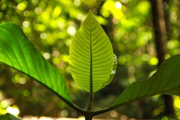 Folhas na Mata