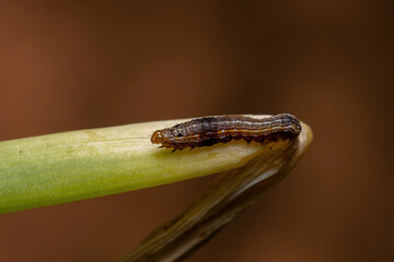 Caterpillar eating a Chives  leaf