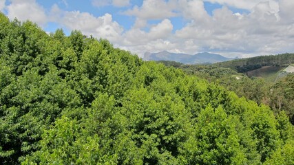 Kanadischer Platanobaum