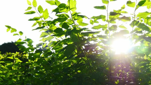 Upward panning shot of green leaves in the sunshine