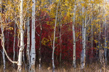 Wyoming aspen trees in the fall
