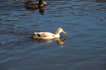 enten schwäne und störche in dr natur auf dem wasser im winter