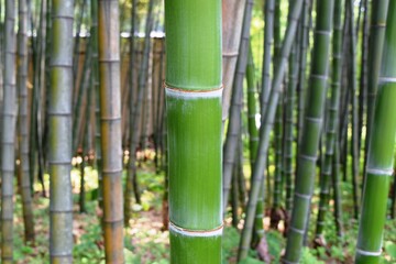 春の竹林