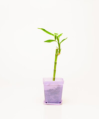 Beautiful lucky bamboo plants isolated against a white background.