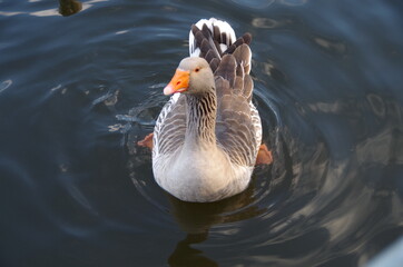 Tiere in der natur hinter gitter
