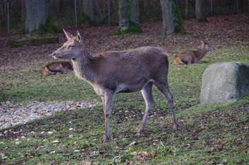Tiere in der natur hinter gitter