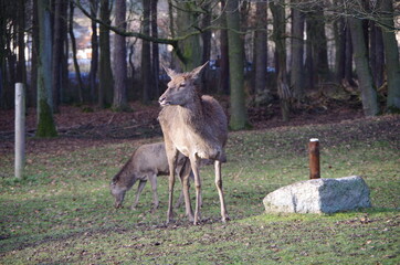 Tiere in der natur hinter gitter