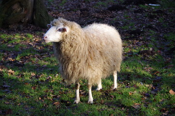 Tiere in der natur 