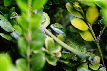 American green anole hiding in a bush being well camouflaged