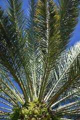 Fototapeta na wymiar Tall spiky tropical green Miami, Florida palm tree leaf exotic stem group bunch hanging texture pattern growing in beach paradise on a sunny summer day with a clear blue sky