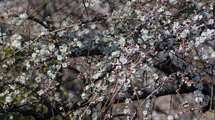 white blossoms in spring
