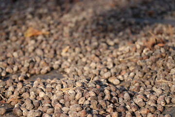 Closeup of dry robusta coffee bean kept for sun drying. Harvesting robusta coffee cherry using sunlight