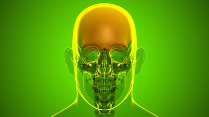 Human Skeleton Skull Frontal Bone Anatomy For Medical Concept © mybox
