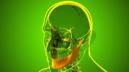 Human Skeleton Skull Mandible Bone Anatomy For Medical Concept © mybox