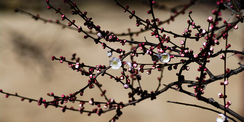 Fototapeta na wymiar branches of a cherry tree