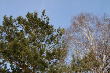winter maiden pine and birch on the background of the sky