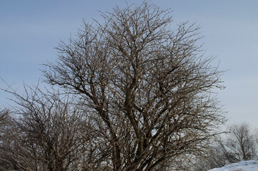 a large tree without leaves. winter devero with many branches against the sky