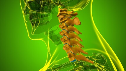 Human Skeleton Vertebral Column Cervical Vertebrae Anatomy 3D © mybox