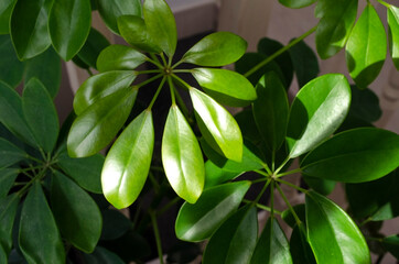 home indoor flower, plant leaves close-up