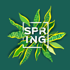 Obraz premium Snake Plant. Houseplant. Green Leaves of Sansevieria trifasciata paper cut style.botanical nature. Spring and summer time. Homeplant. Square frame. Text. Houseplant.