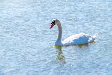 Graceful white Swan swimming in the lake, swans in the wild. Portrait of a white swan swimming on a lake.