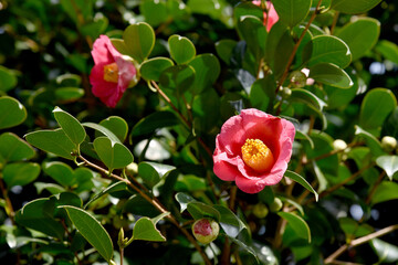 赤い椿の花