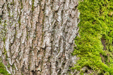 background texture of fresh green mosses covered tree trunk with rough surface and cracks