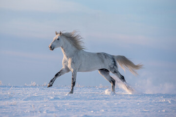 Grey arabian horse running free on the winter meadow