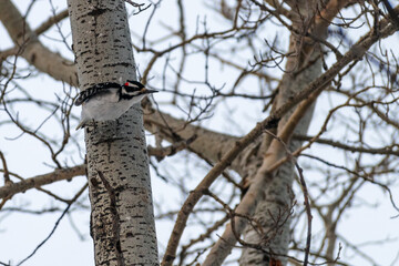 Woodpecker ready for takeoff