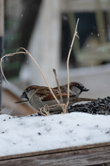 Sparrow Symmetry