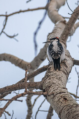 Woodpecker on a tree
