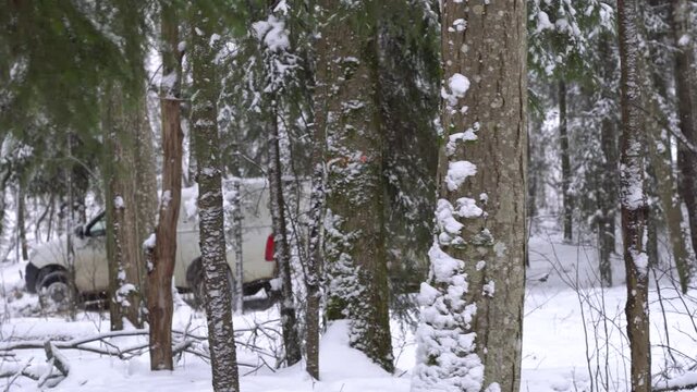 white SUV pulling a small trailer trough a snowy evergreen forest in Latvia, Northern Europe