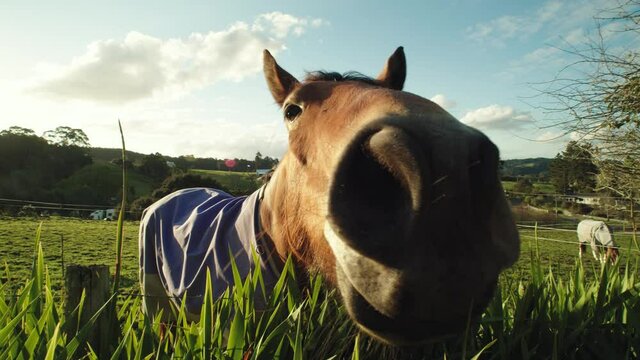 Close wide-angle shot of the face of a horse smelling the camera in slow motion. Sun making sun flares on the camera.