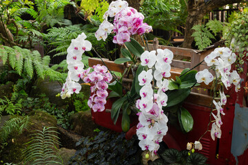 Ornamental plant in the garden