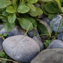stones and leaves