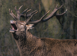 hirsch brüllt in der natur