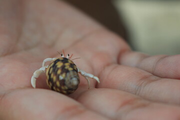 ヤドカリを手に平に乗せる【国内・沖縄】