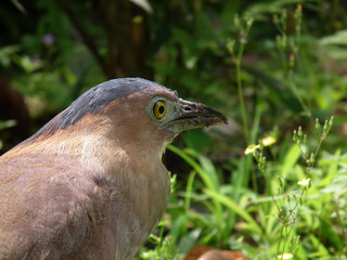 Close up shot of night heron
