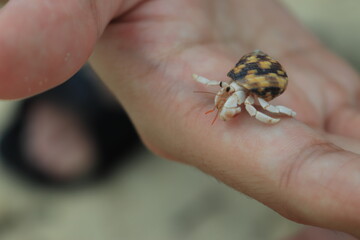 ヤドカリを手に平に乗せる【国内・沖縄】