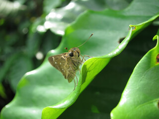 Close up shot of a Small branded swift butterfly